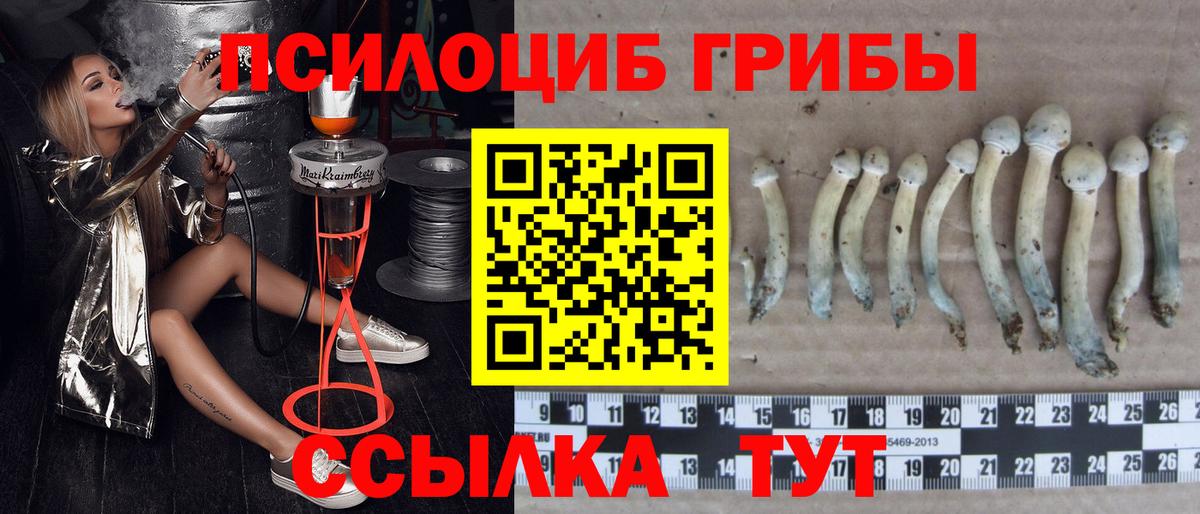 Псилоцибиновые грибы Cubensis  Вход с VPN  наркота  Муравленко  Псилоцибиновые грибы мухоморы 